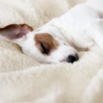 Snug-Rug Sherpa Throw Blanket (Cream)