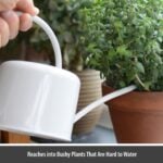 1.1 Chalk Coloured Watering Can