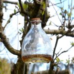 Double Pack Wasp Catcher 4