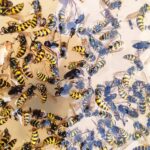 Double Pack Wasp Catcher 7