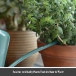 Small Dark Green Galvanised Steel Vintage 1.1L Indoor Watering Can
