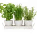 Set of 3 Indoor Metal Plant Pots & Tray