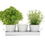 Set of 3 Indoor Metal Plant Pots & Tray