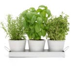 Set of 3 Indoor Metal Plant Pots & Tray