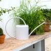 White Chalk Indoor Plant Watering Can 1.4L