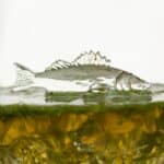 Bar Bespoke Fish in a Glass (450ml) Stemless Tumbler