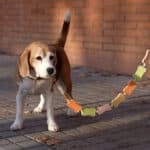 dog leash in use