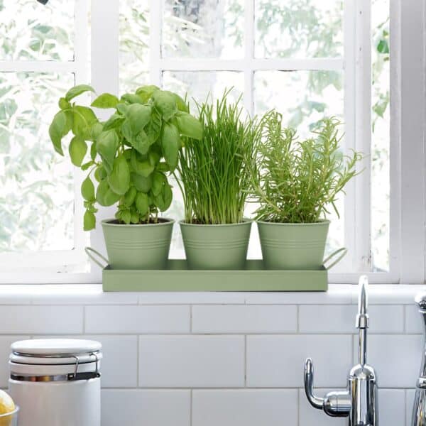 set of 3 sage green metal herb/plant pots with drip tray