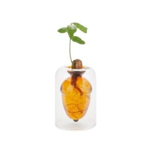Acorn Seed Glass Vase - Grow-Your-Own Oak Plant Germinator