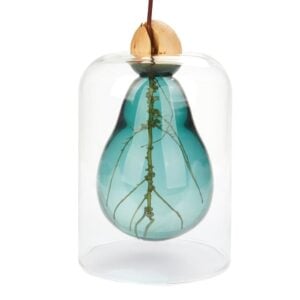 Avocado Growing Vase - Green Glass Plant Seed Cultivator Display